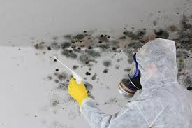 Why You Should Choose Our Mold Remediation Services in La Habra, CA